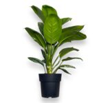 aglaonema oniks grin