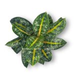 aglaonema oranzh flejm