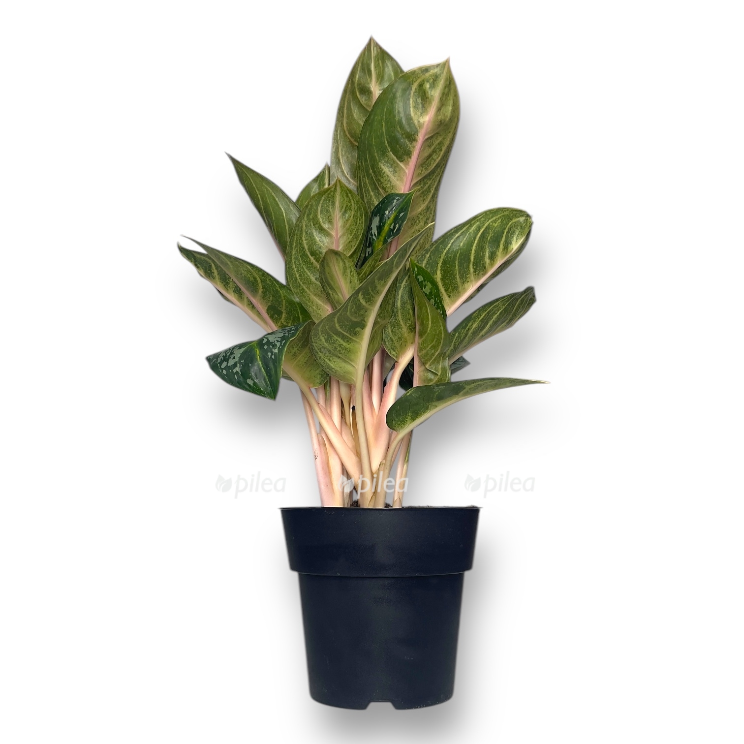 aglaonema oranzh flejm