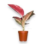 aglaonema oranzh star e1722699385571