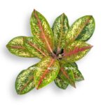 aglaonema painted selebrejshn e1706901739558