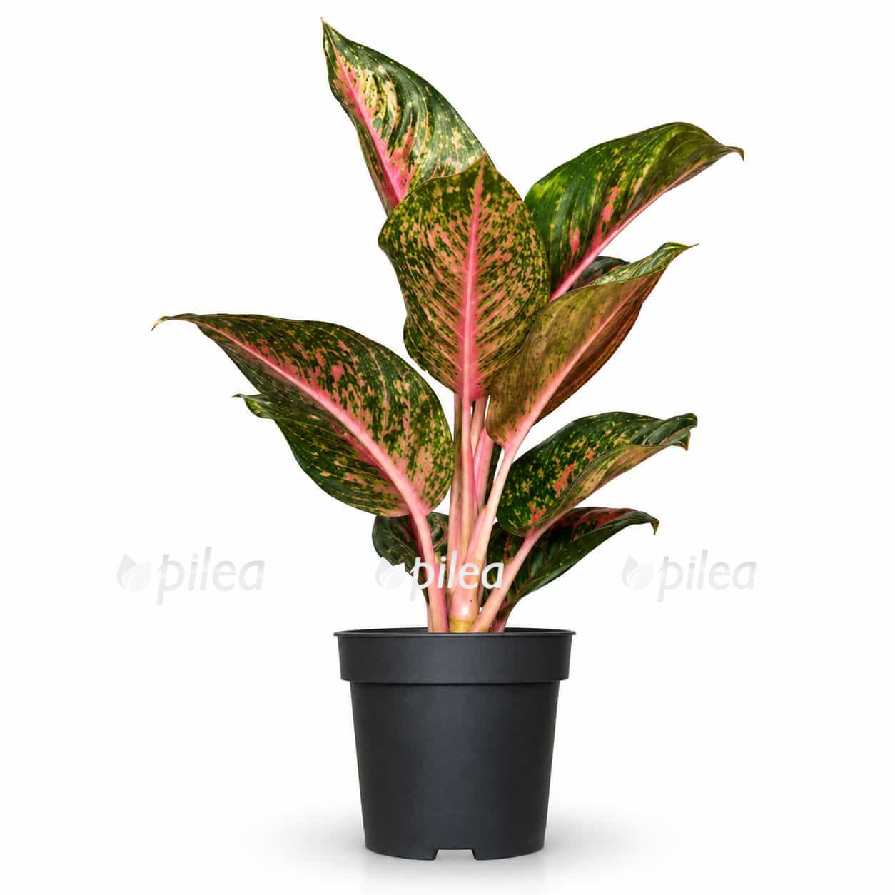 aglaonema paradise red