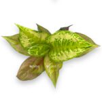 aglaonema pastella