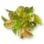 aglaonema pastella e1729003345396