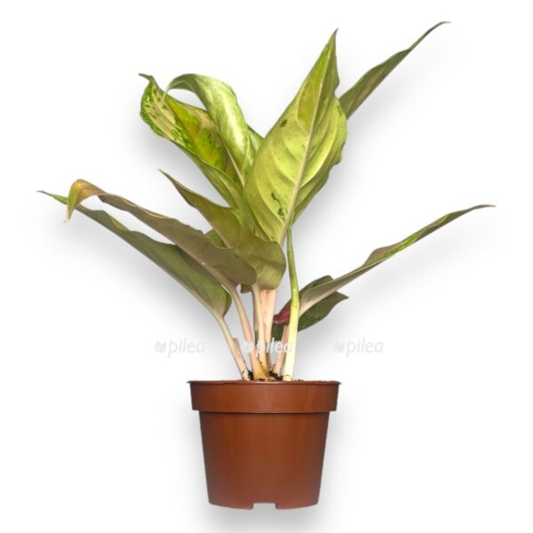 aglaonema pastella e1729003361815