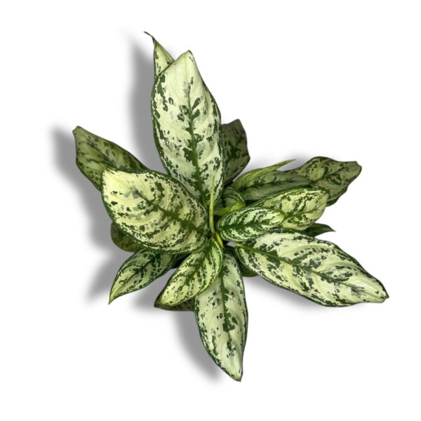 aglaonema patriciya 1 1 e1744426837891