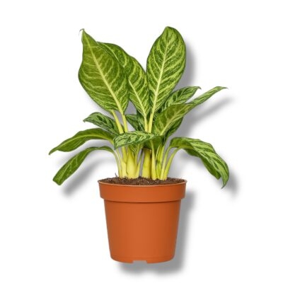 aglaonema patriciya e1744426817505