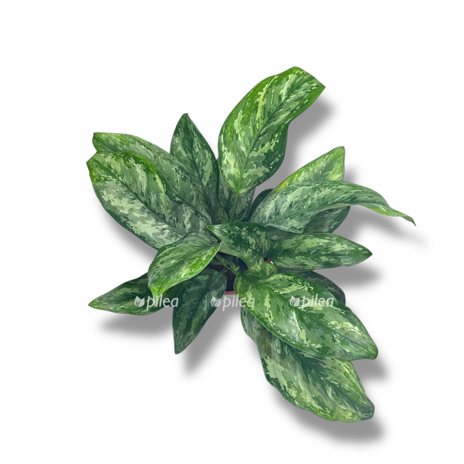 aglaonema pejnted princess