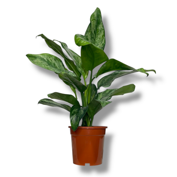 aglaonema pejnted princess e1757007203783