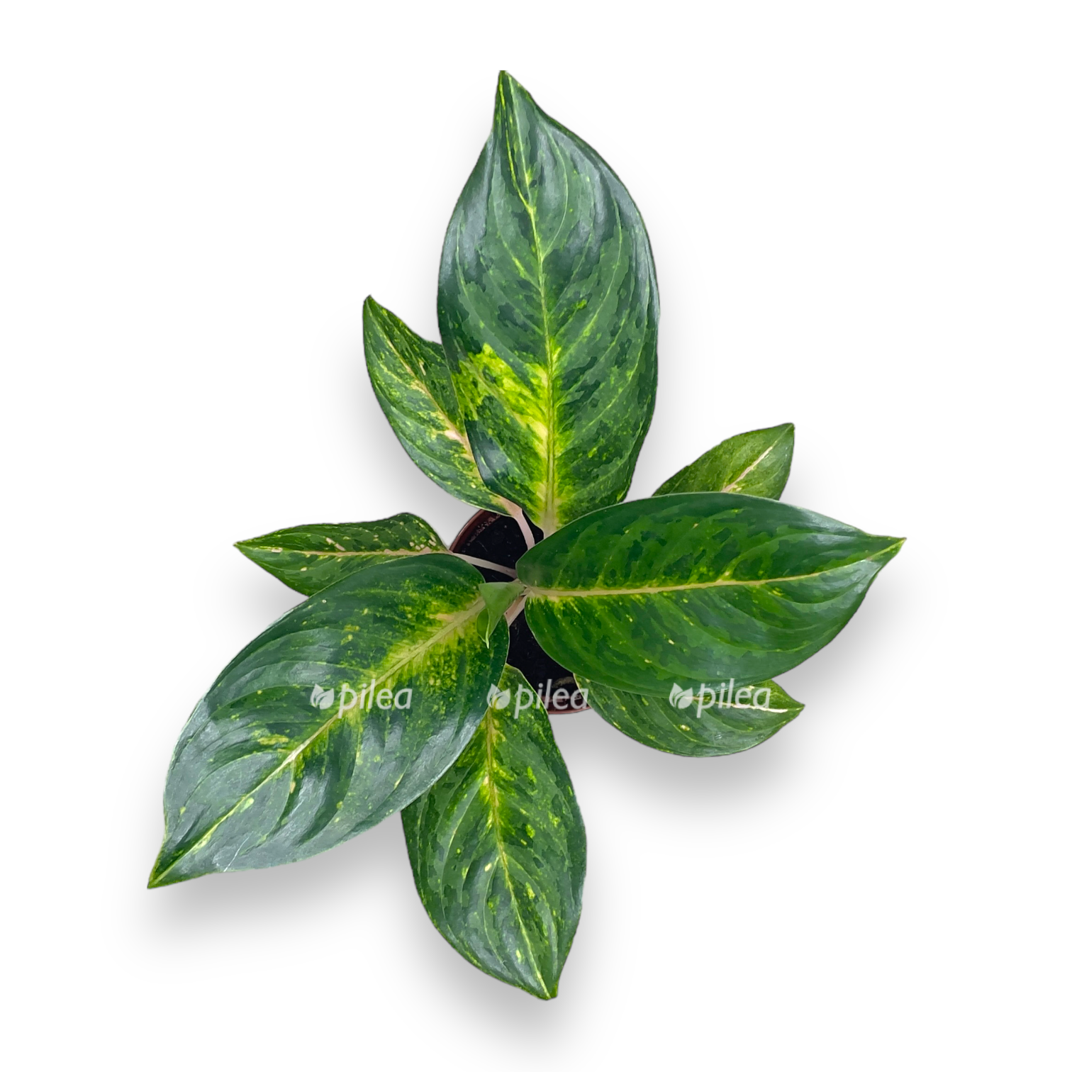 aglaonema pich perl