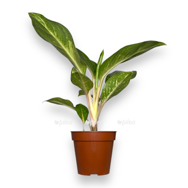 aglaonema pich perl e1727760521970