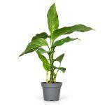 aglaonema pictum tricolor