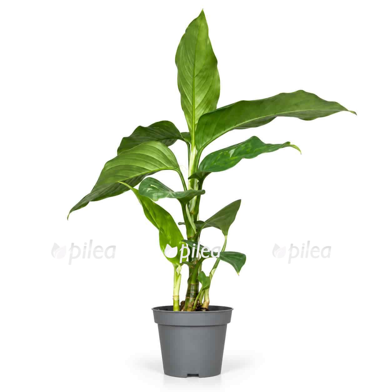 aglaonema pictum tricolor