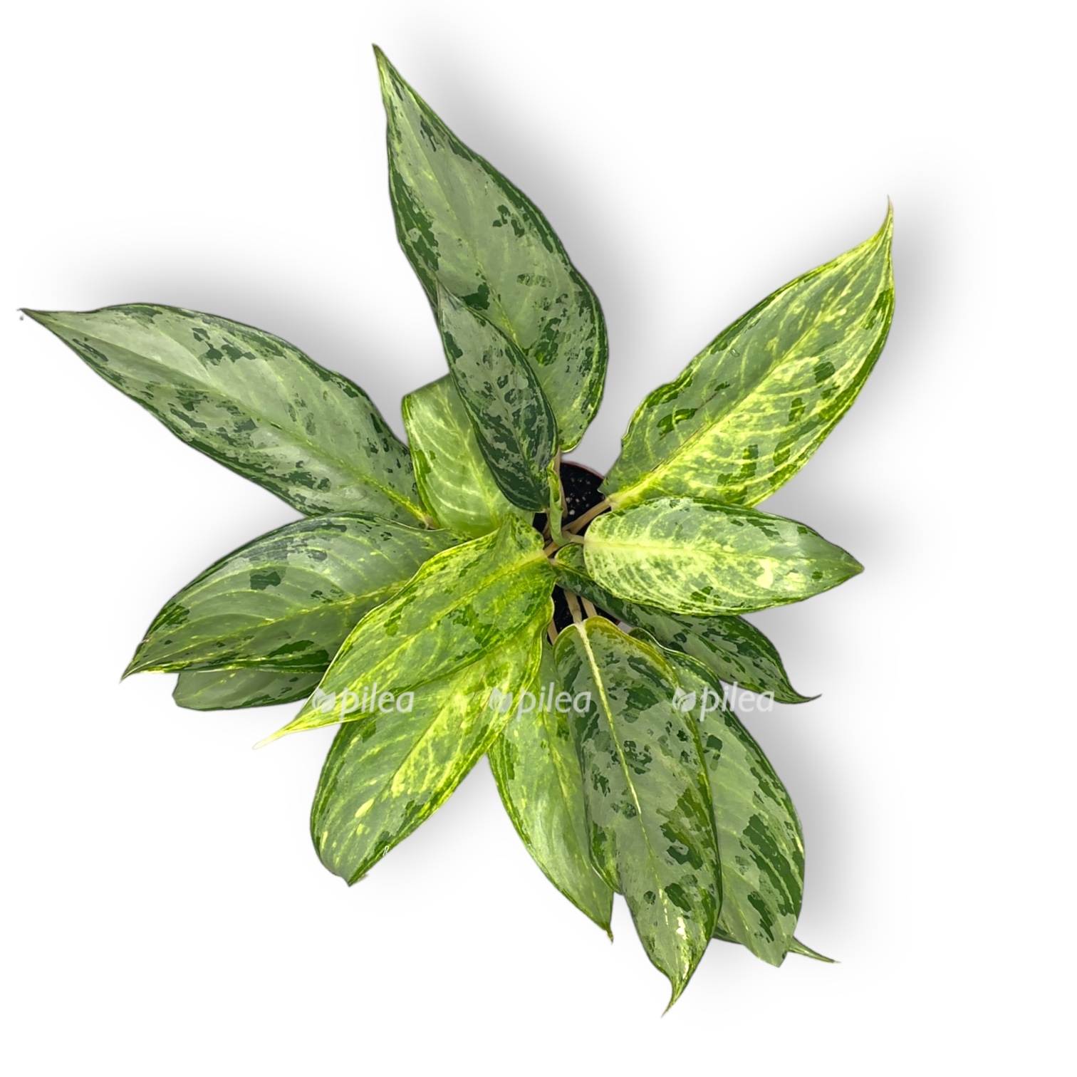 aglaonema pikok