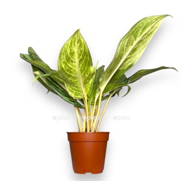 aglaonema pikok e1728102035273