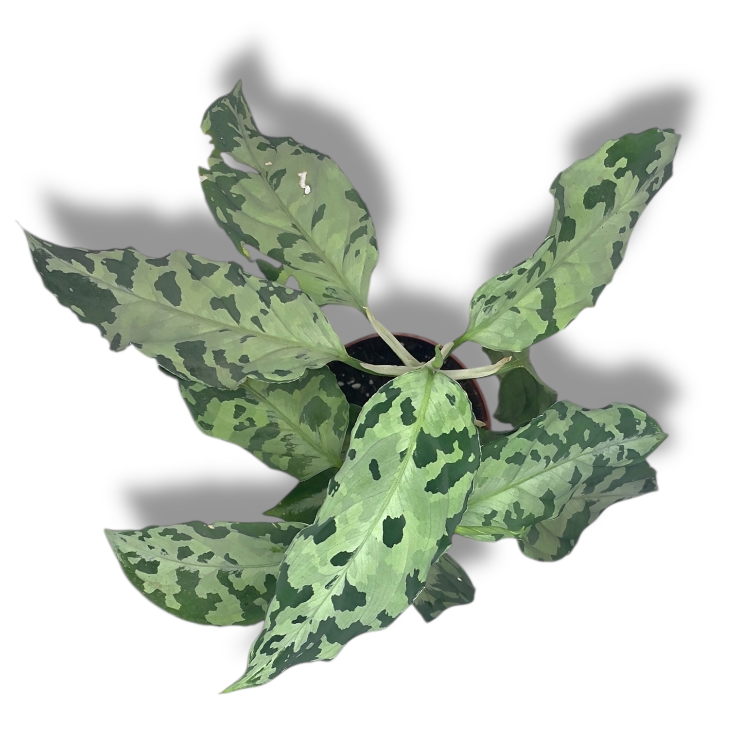 aglaonema piktum bikolor