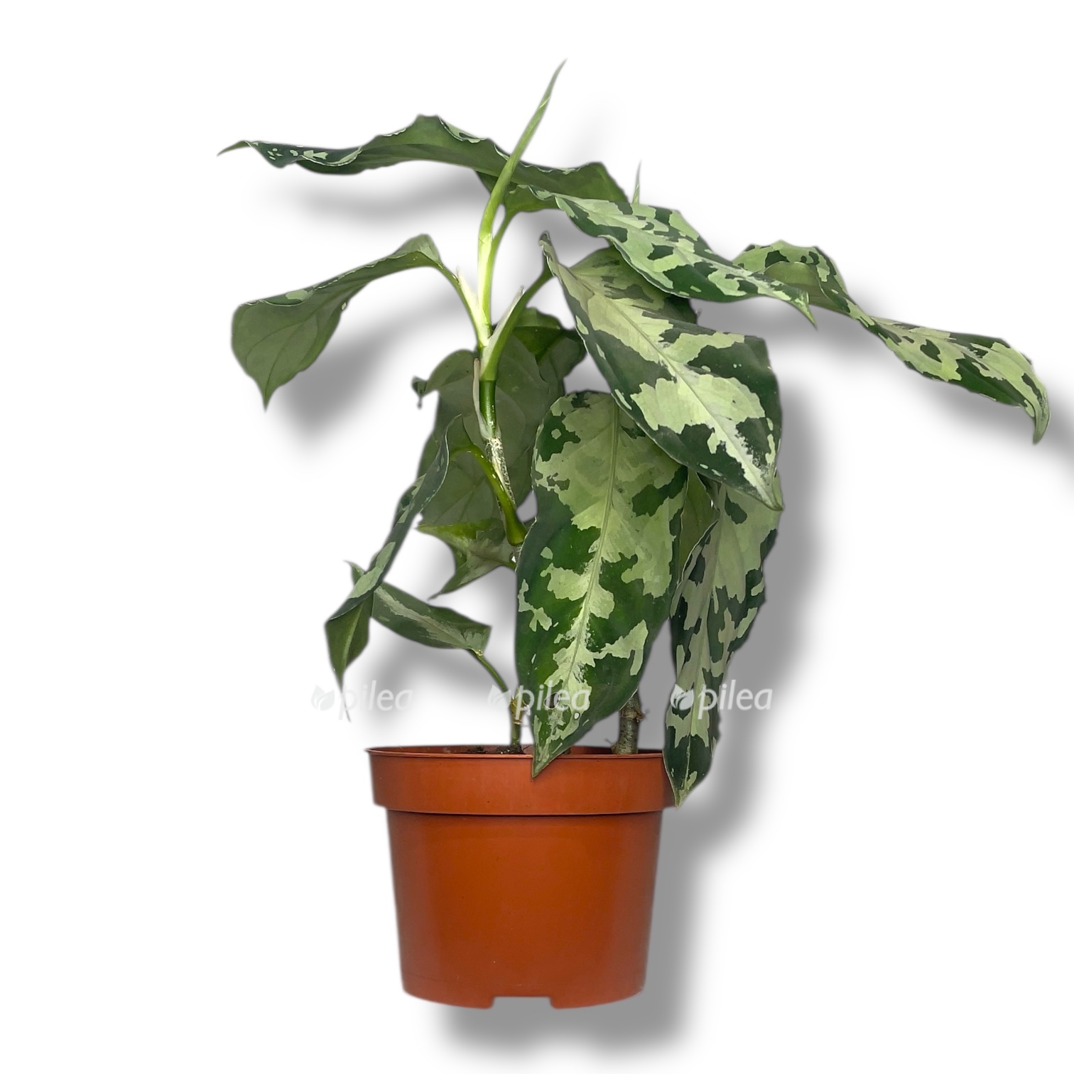 aglaonema piktum bikolor