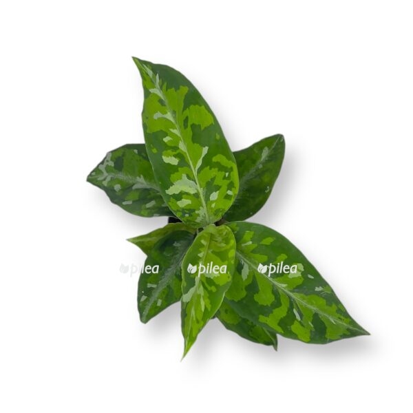 aglaonema piktum trikolor e1729612169717