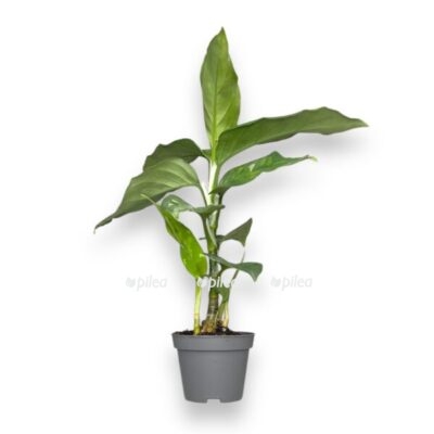 aglaonema piktum trikolor e1736188605269