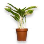 aglaonema pink avrora