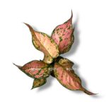 aglaonema pink dolfin