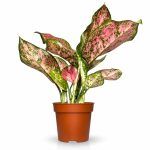 aglaonema pink dolphin