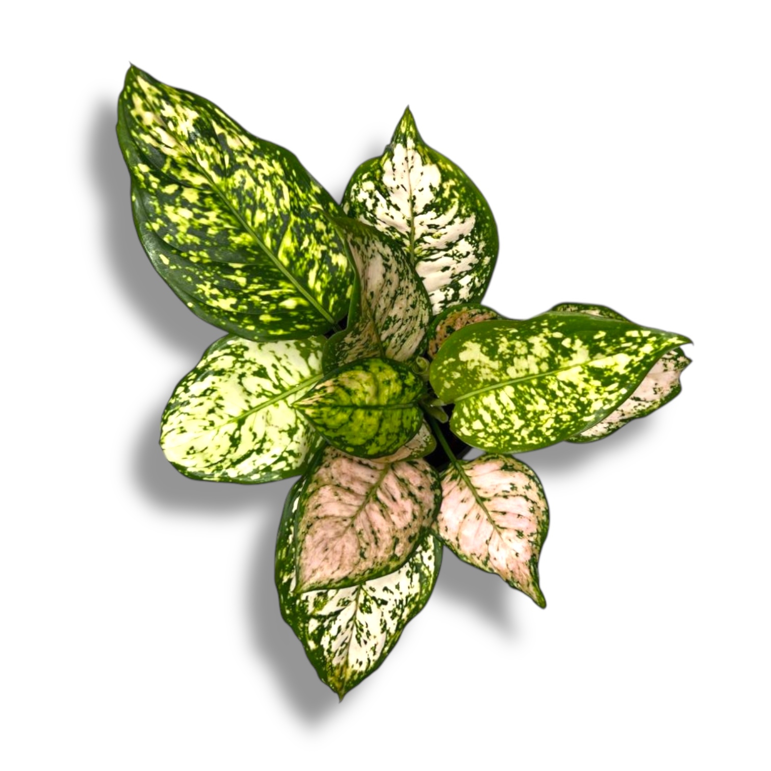 aglaonema pink ejlin