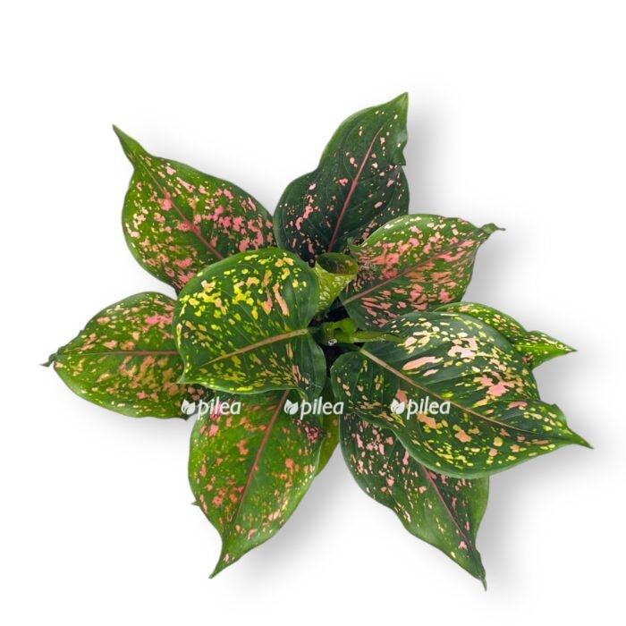 aglaonema pink leopard 30 sm e1706711173414