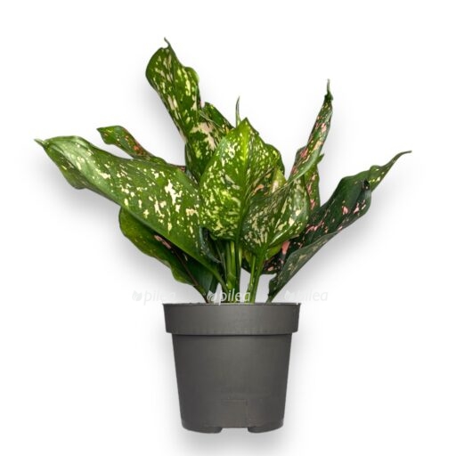 aglaonema pink leopard e1769075655896