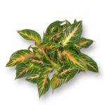aglaonema pink panama