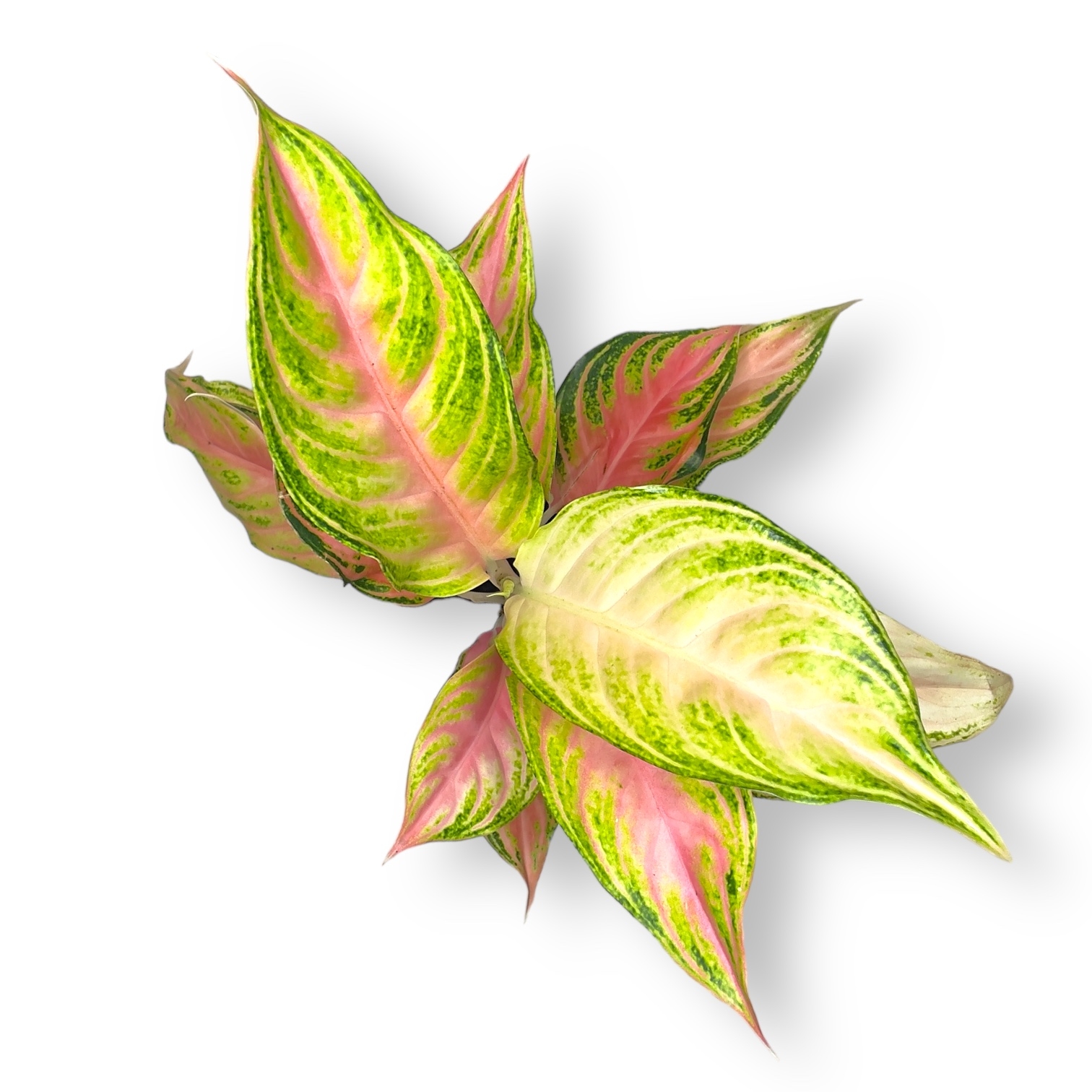 aglaonema pink panama 1 1