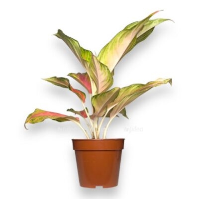 aglaonema pink panama 1 e1735192773840