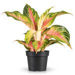 aglaonema pink panama