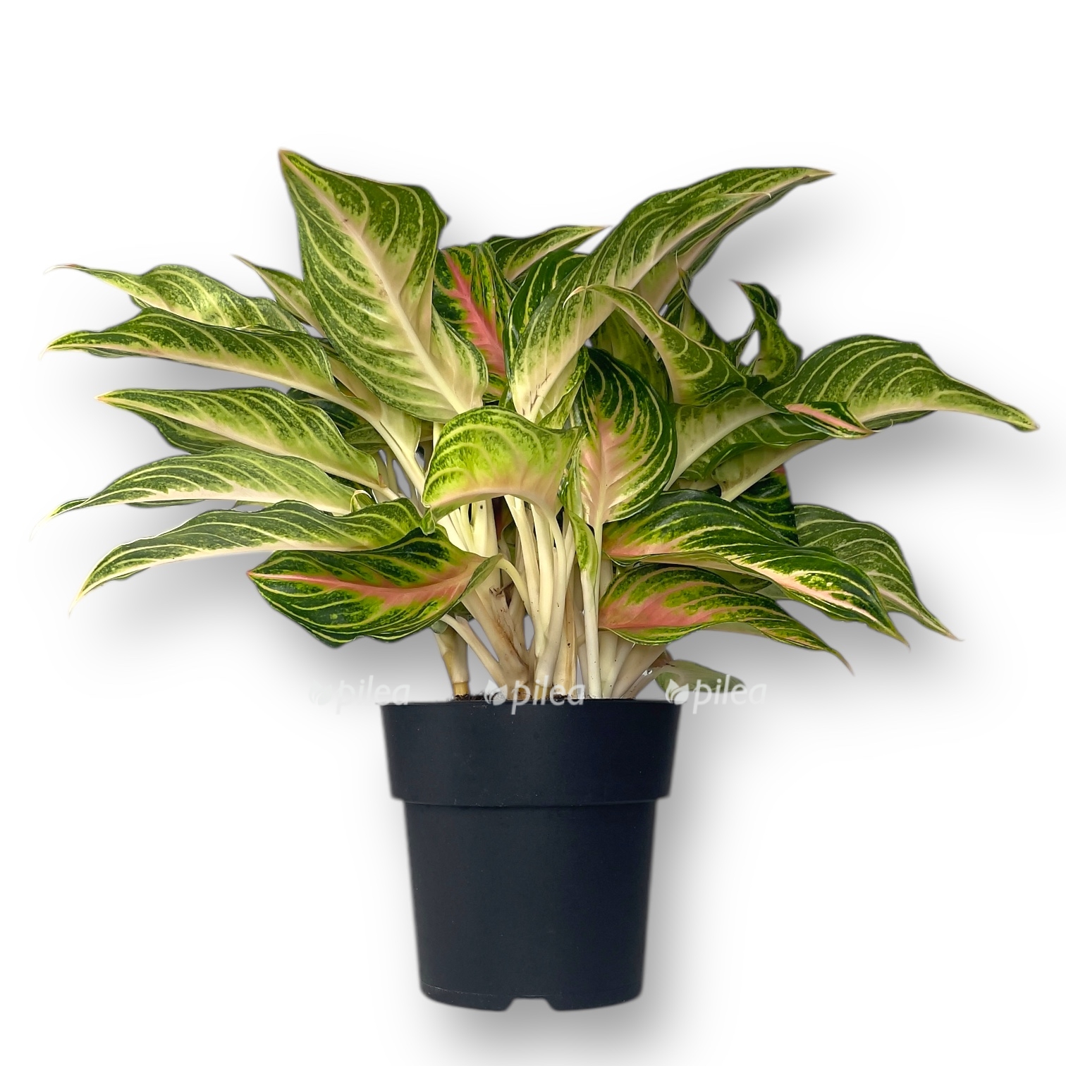 aglaonema pink panama
