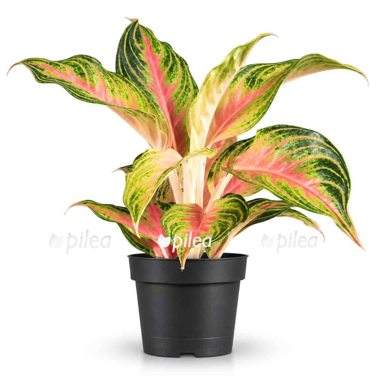 aglaonema pink panama