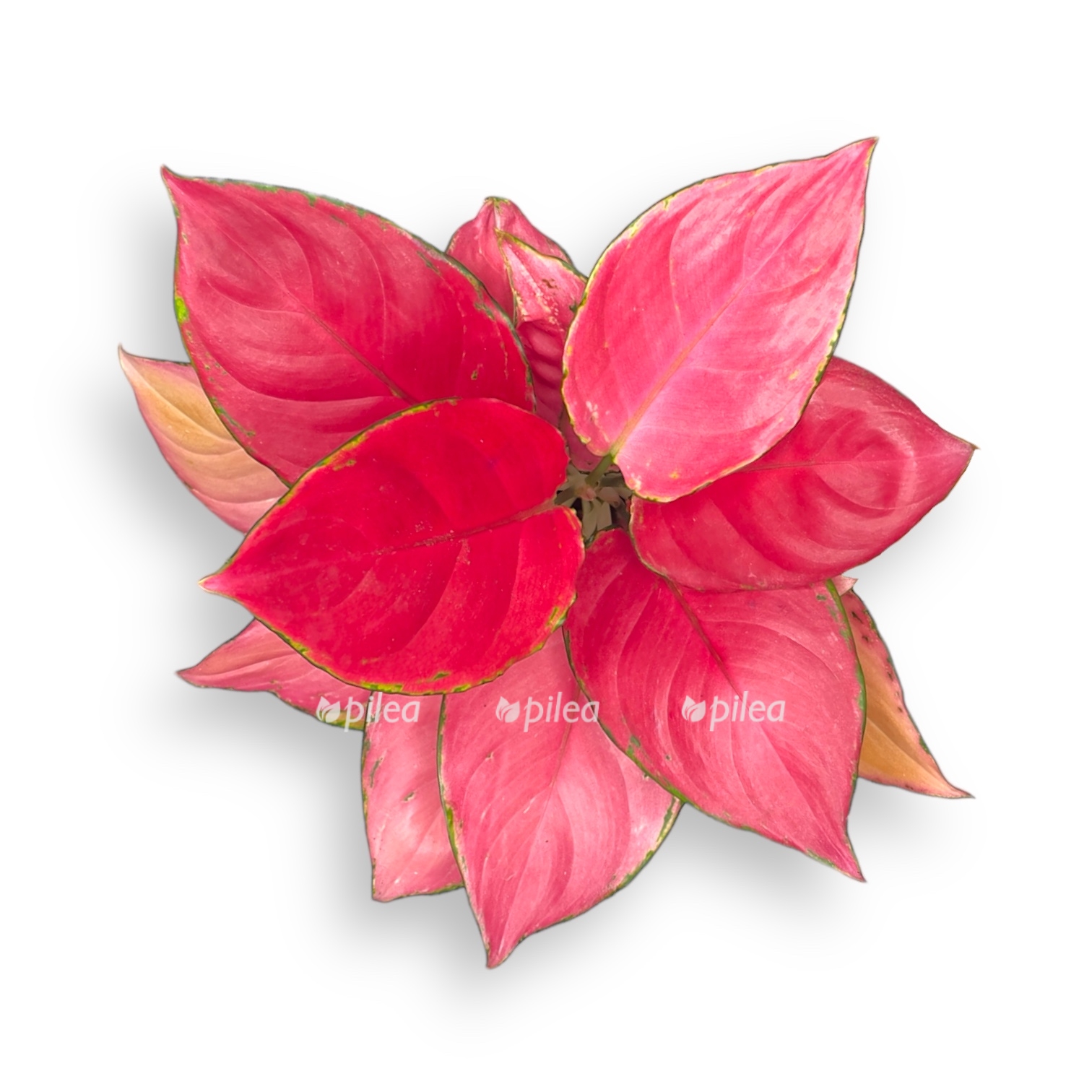 aglaonema pink star