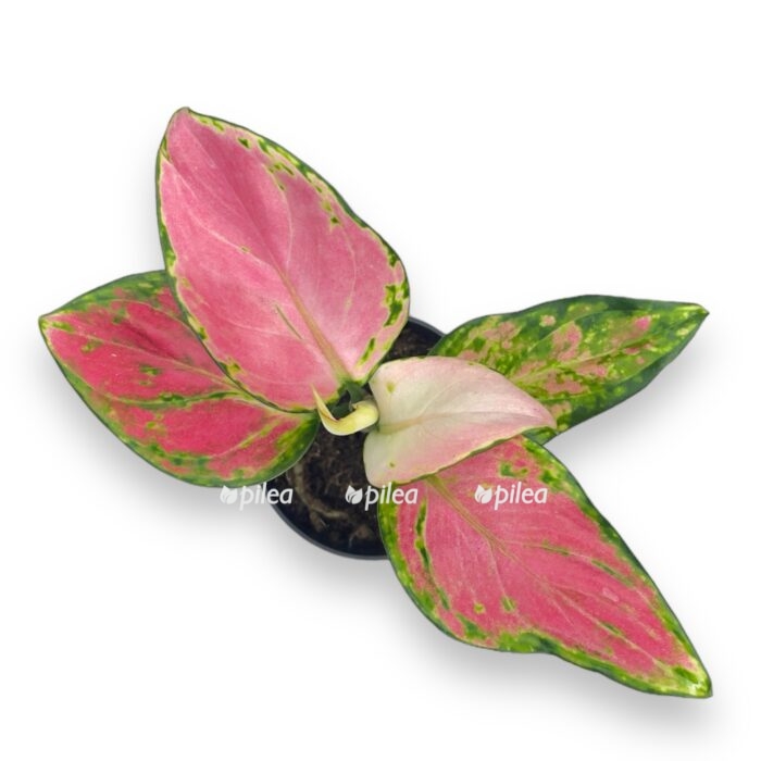 aglaonema pinky promise 1 e1711048128256