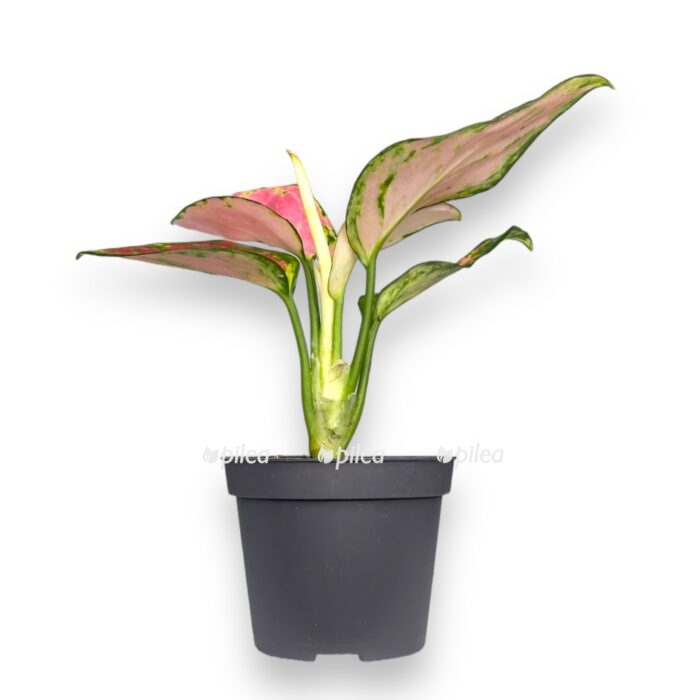 aglaonema pinky promise e1711048134768