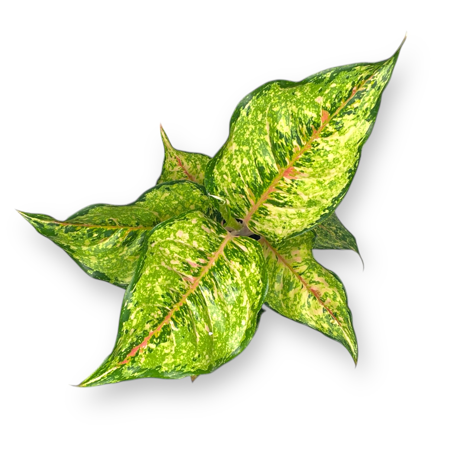 aglaonema pistashio pink