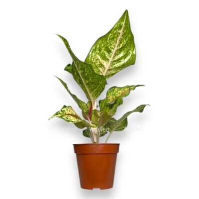 aglaonema pistashio pink e1735192731438