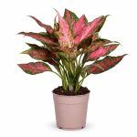 aglaonema point star