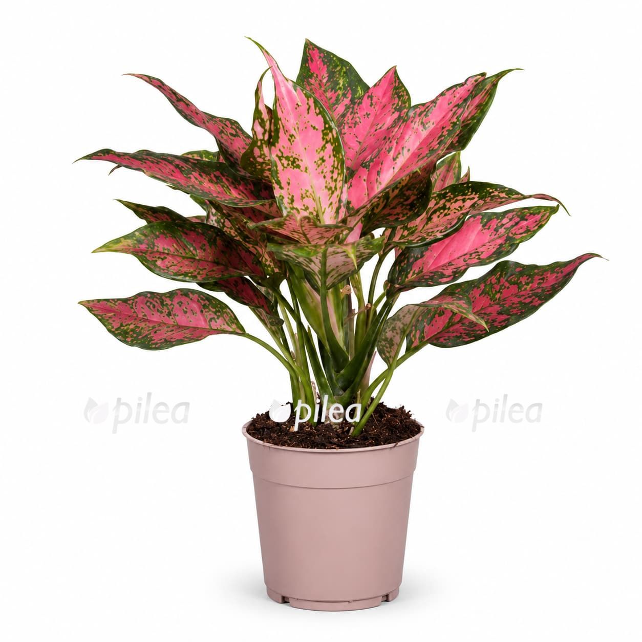 aglaonema point star