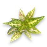 aglaonema pollar springtajm