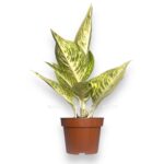 aglaonema pollar springtajm