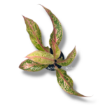 aglaonema prestij