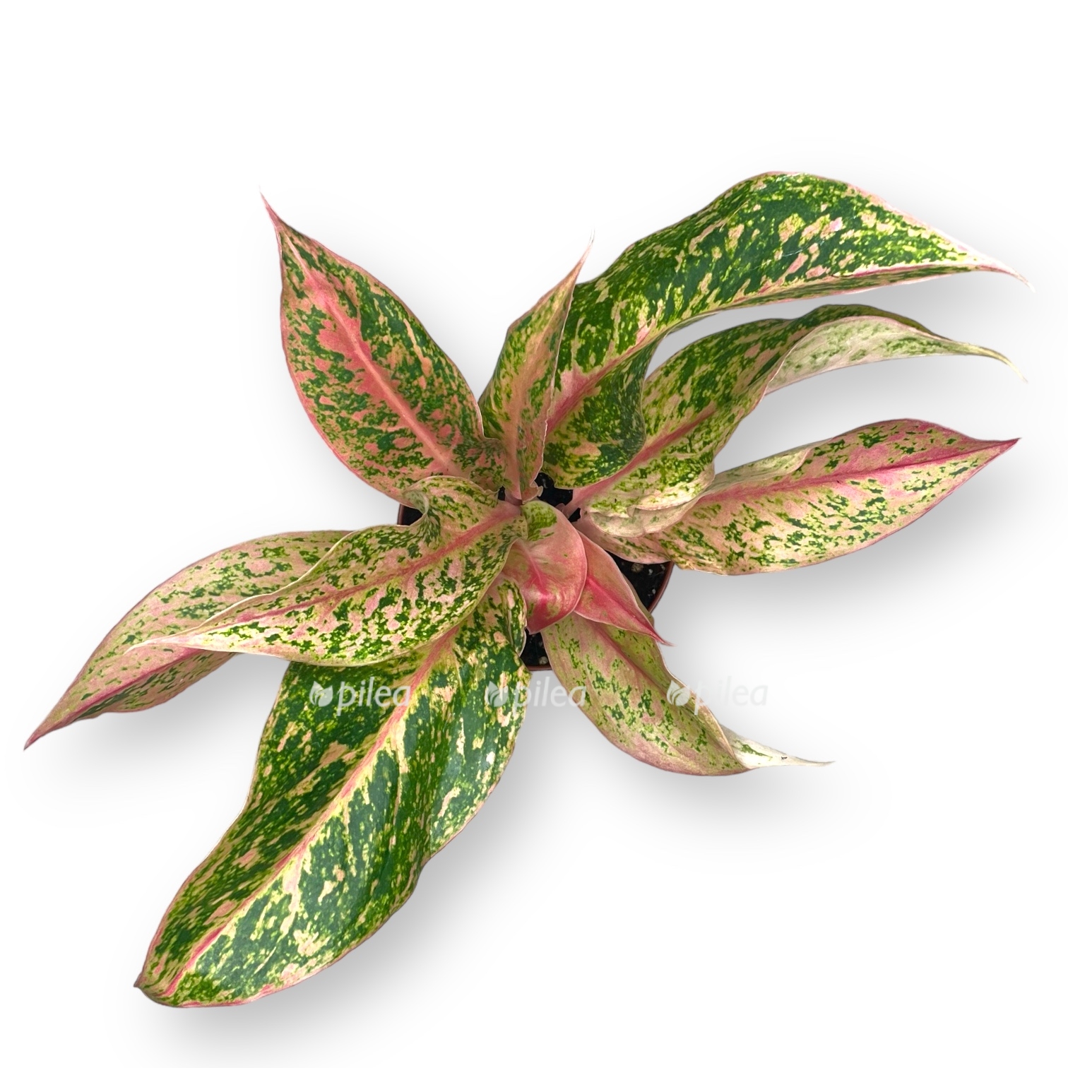 aglaonema prestizh d12 sm