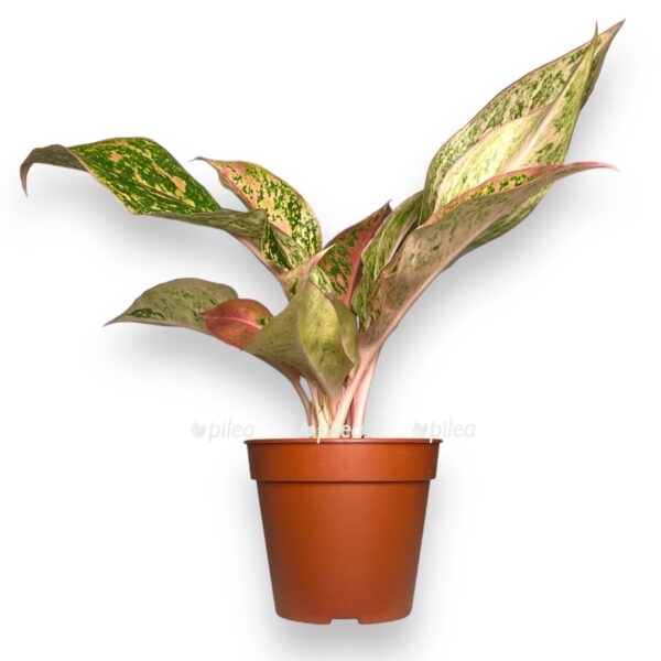 aglaonema prestizh e1729182559935