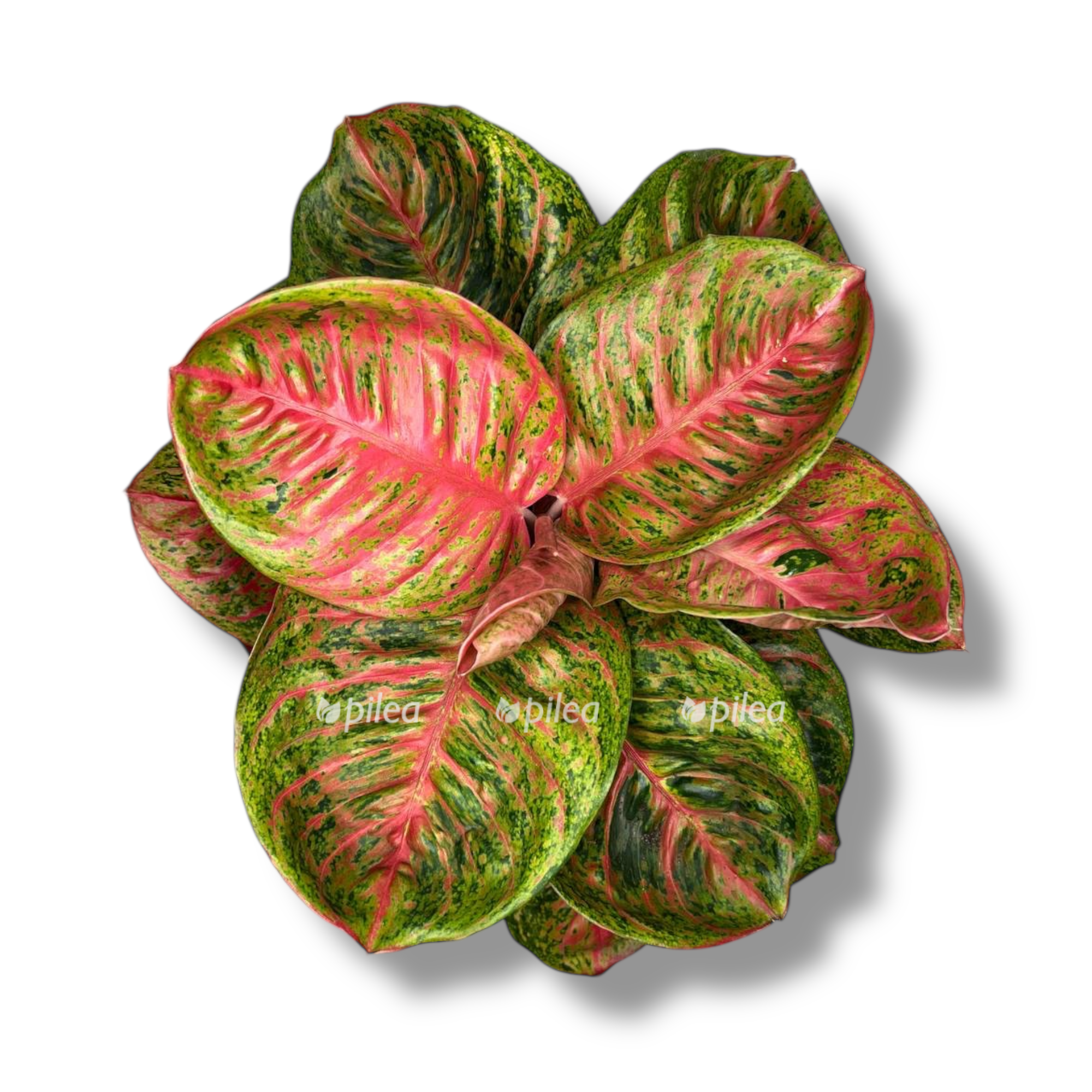 aglaonema red ballon
