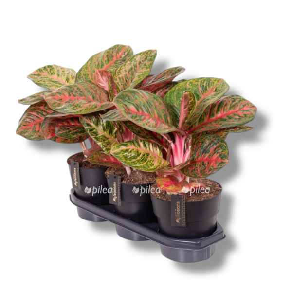 aglaonema red balloon e1758430978722
