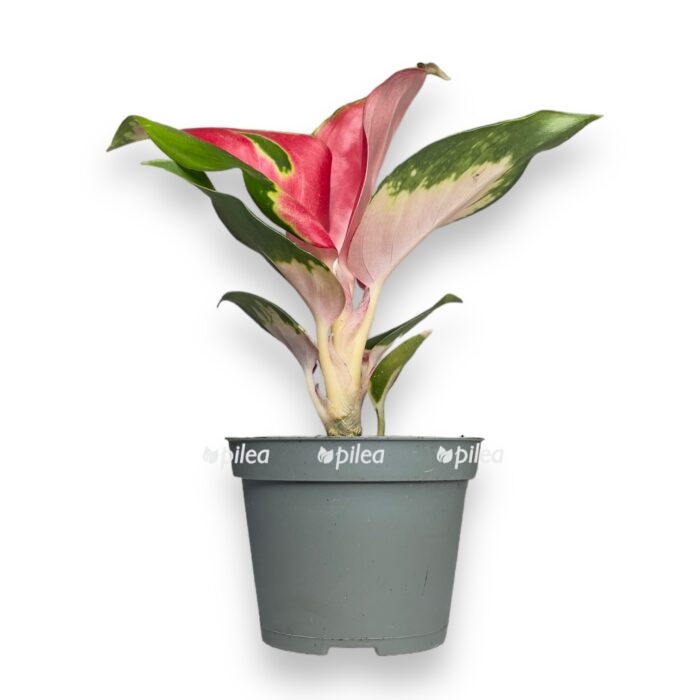 aglaonema red dragon 1 e1699371479998